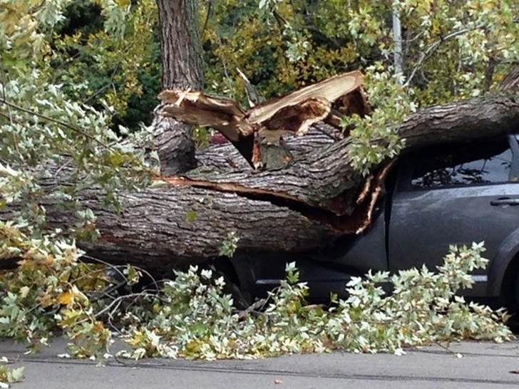 В Баку из-за сильного ветра дерево упало на автомобиль