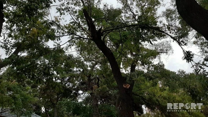 В бакинском парке сломанные ветви деревьев упали на аттракционы - ФОТО