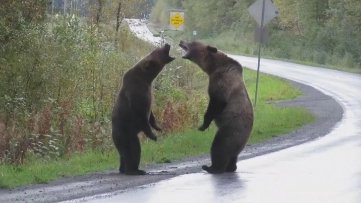Драка двух медведей гризли на дороге попала на камеру - ВИДЕО
