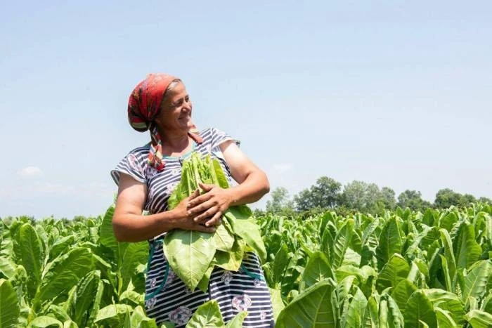 Эксперт ООН: В Азербайджане женщины составляют 48% задействованных в сфере сельского хозяйства