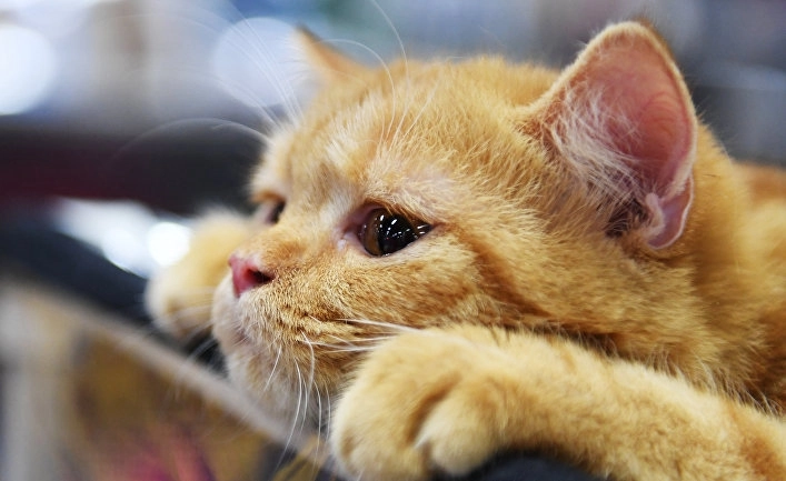 Ученые выяснили, насколько кошки привязаны к хозяевам