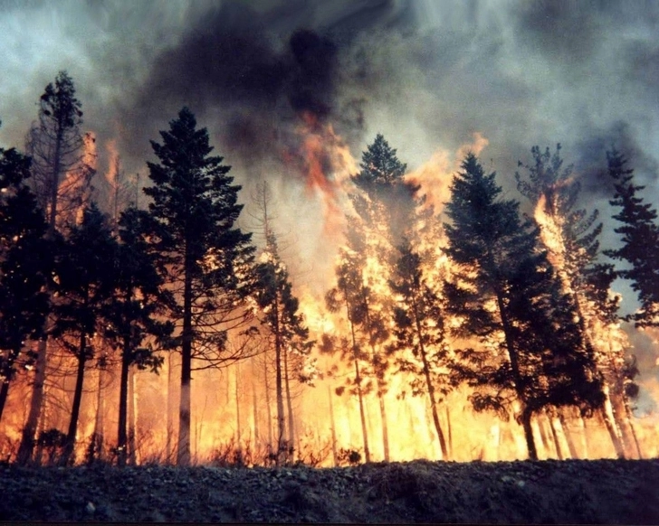 Создан гель для предотвращения лесных пожаров