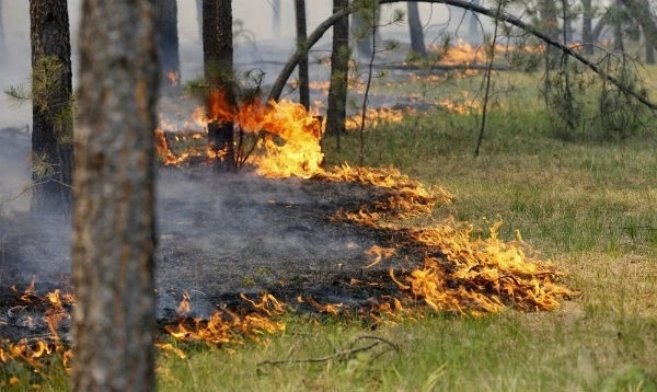 В Имишли загорелась лесополоса
