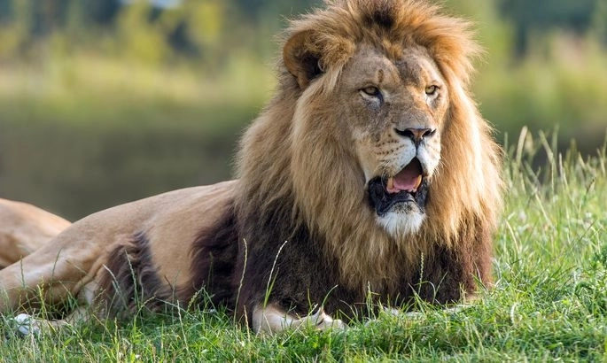 Посетительница зоопарка залезла в вольер, чтобы станцевать перед львом – ВИДЕО