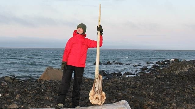 Ученые обнаружили рог арктического единорога ростом с человека