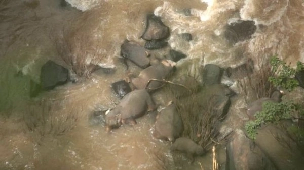 В Таиланде шесть слонов погибли, пытаясь спасти друг друга
