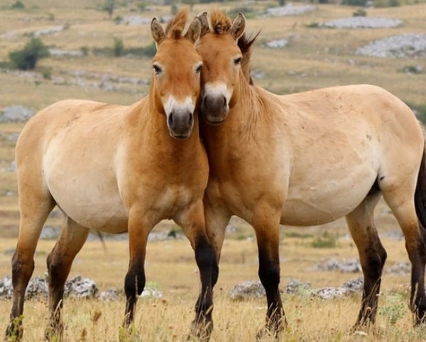 В Чернобыле обнаружили лошадей Пржевальского – ВИДЕО