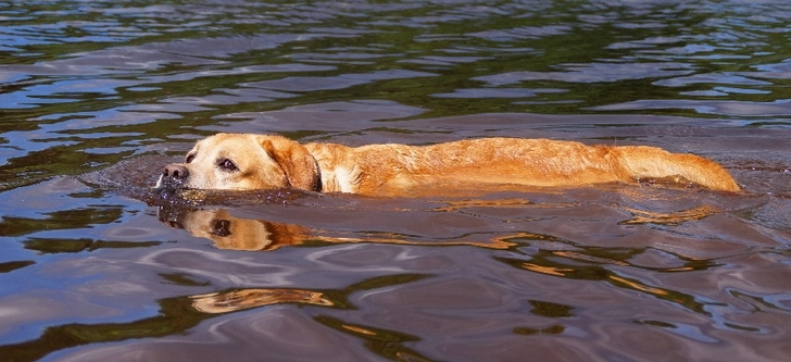 В Баку сотрудники МЧС извлекли из водоема тонущую собачку