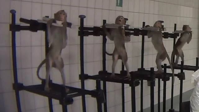 В Германии нашли лабораторию, где ставили адские опыты на животных