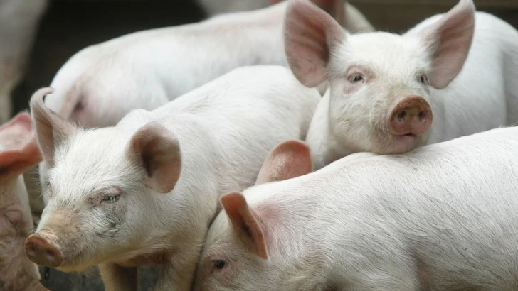 Кожу генетически модифицированной свиньи впервые применили для лечения ожогов у человека