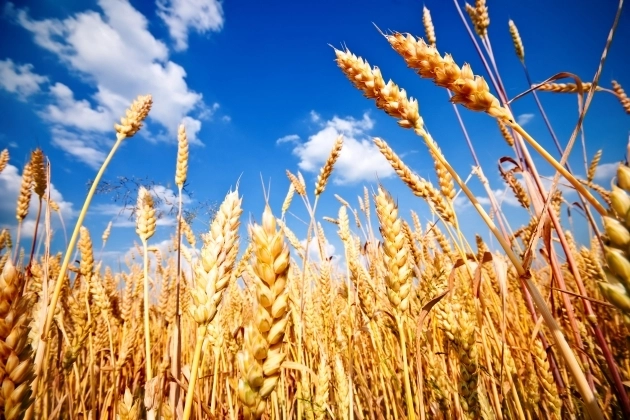 Азербайджан увеличил импорт зерна