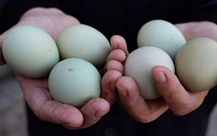 В чем особенность зеленых яиц?