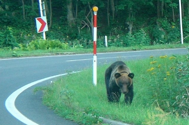 В Японии голодный медведь пришел в город и покалечил четырех человек