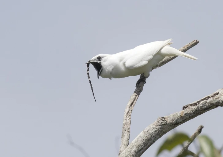 В Амазонии нашли самую громкую птицу на Земле - ВИДЕО