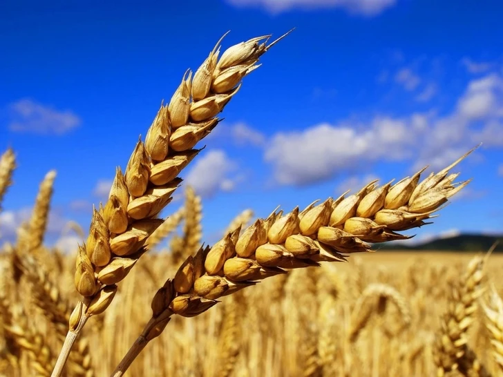 Сегодня в Баку проходит XI Международная зерновая торговая конференция