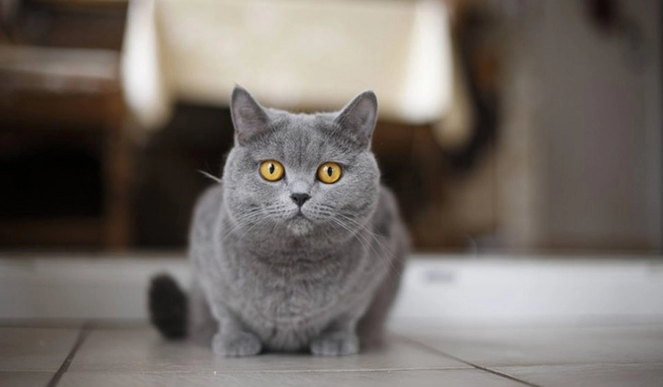 Кошка спасла российскую семью от мучительной смерти