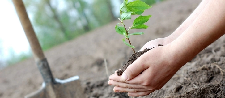 По случаю 650-летия Насими в Гарадагском районе будет посажено свыше 11 тысяч деревьев