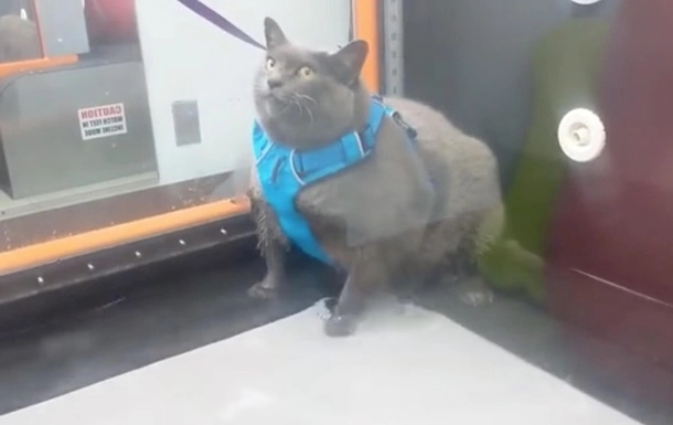 Толстая кошка, обманувшая тренажер, стала звездой - ВИДЕО