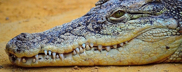 Девочка оседлала крокодила и спасла подругу от гибели