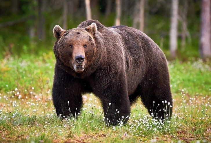 За продажу медвежатины в Габале «охотник» ответит перед законом