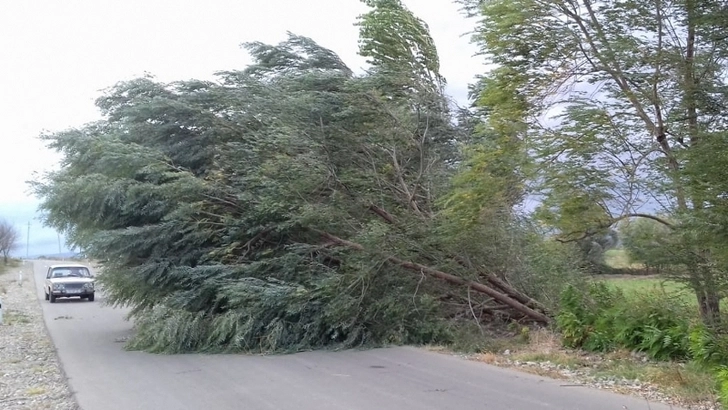 Последствия сильного ветра в Агдаме - ФОТО