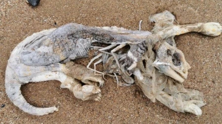Останки загадочного существа вынесло на берег в Великобритании