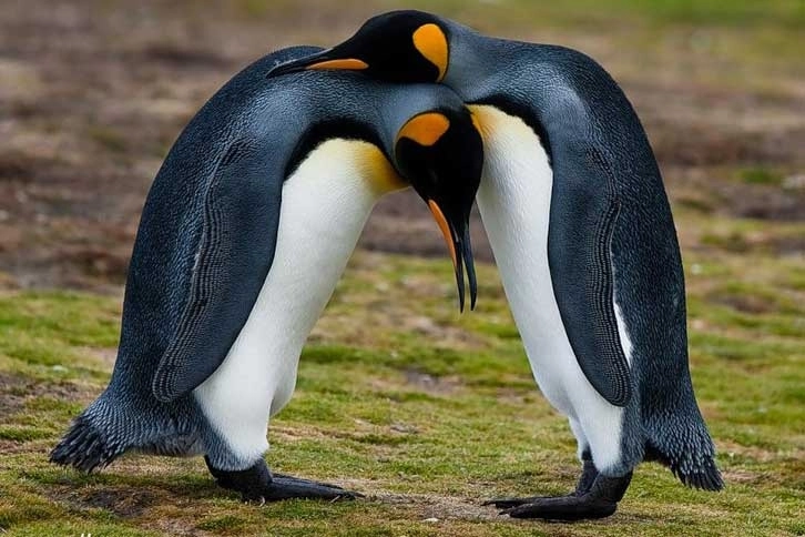 В Австралии однополая пара пингвинов усыновила второе яйцо - ФОТО