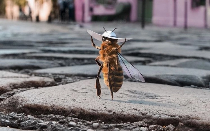 В инстаграме появился первый в мире блогер-пчела - ФОТО