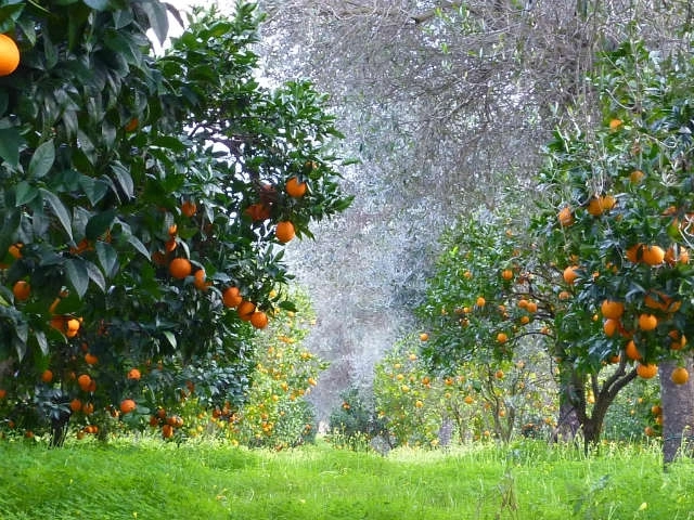 Азербайджанец создал цитрусовый рай в Мингячевире - ВИДЕО