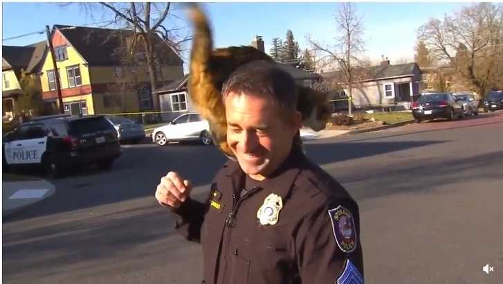 Офицера полиции во время интервью «атаковала» кошка. Мужчина получил четыре удара по голове хвостом - ВИДЕО
