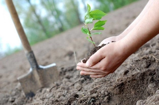 ИВ: Агдамский район готов к осуществлению инициативы по посадке 650 тыс деревьев