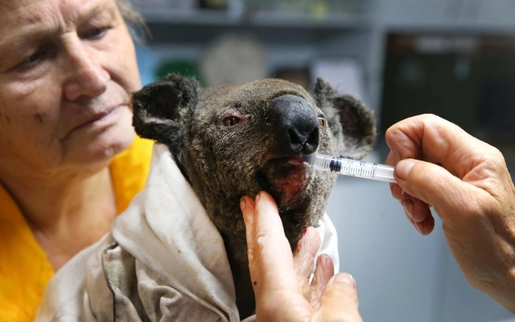 Больше половины коал погибли в заповеднике в Австралии во время лесных пожаров