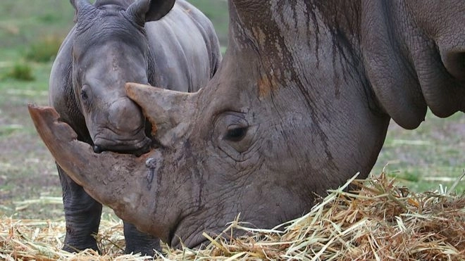 Ученые научились подделывать рог носорогов, чтобы спасти их от браконьеров