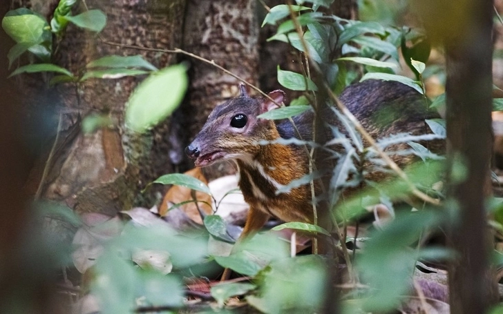 Ученые нашли во Вьетнаме редких животных ― оленьков. Они похожи на мышей и оленей одновременно - ВИДЕО