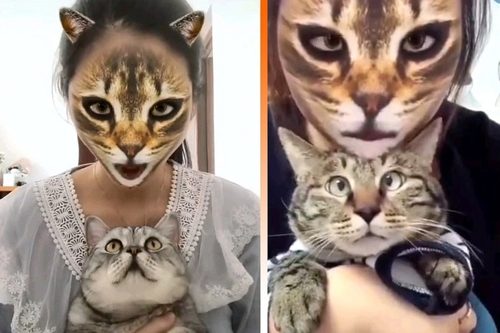 Кошкам показали кошачьи фильтры для соцсетей. Ужас в глазах через 3, 2, 1… - ВИДЕО