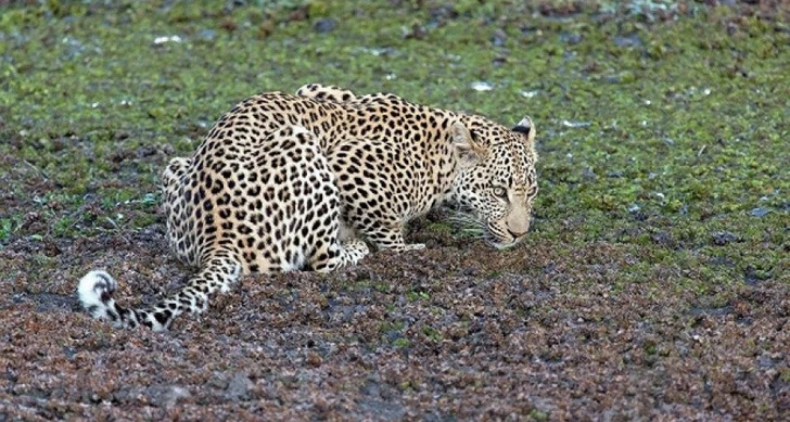 Леопарды попали в объектив камеры в Азербайджане - ВИДЕО