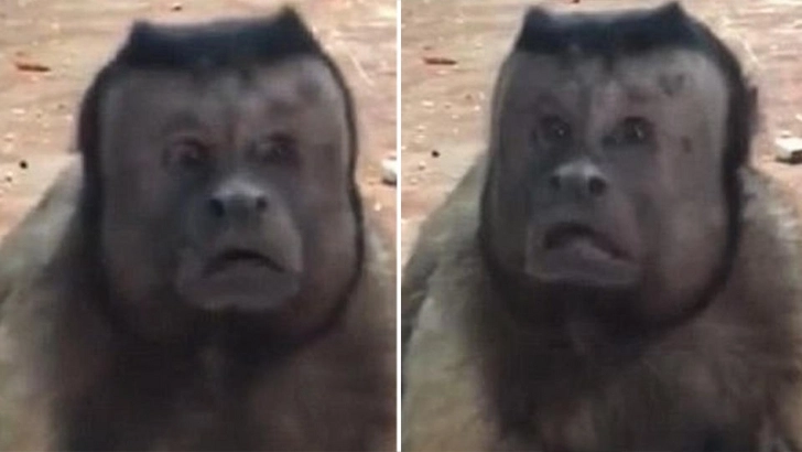 Взволновавшей соцсети обезьяне с человеческим лицом ищут «жену» – ВИДЕО