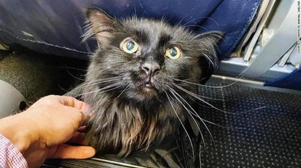 Пропавший кот нашелся через пять лет в 2000 км от дома