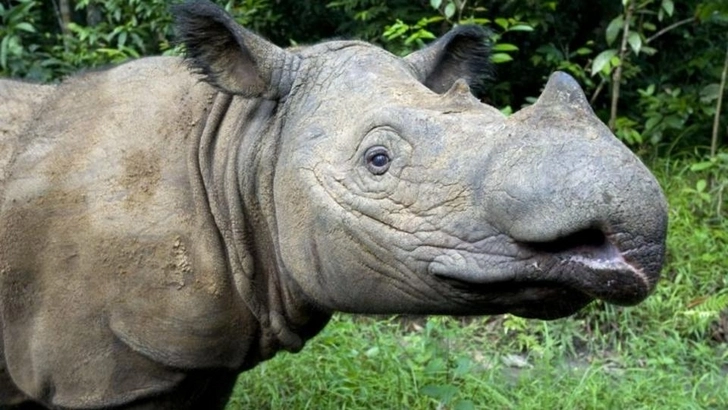 Последний суматранский носорог скончался от рака