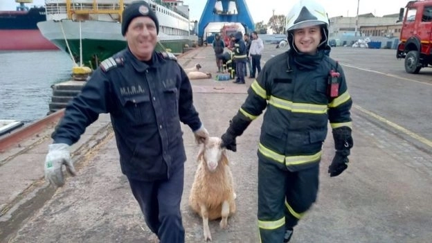 В Черном море перевернулось судно, перевозившее 14 тысяч овец - ФОТО/ВИДЕО