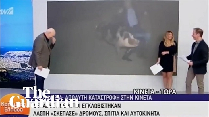 Греческий журналист вел прямой эфир, убегая от настырной свиньи - ВИДЕО