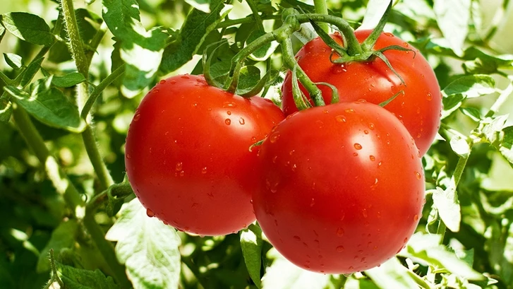 АПБ Азербайджана обратилось к предпринимателям-производителям и экспортерам помидоров