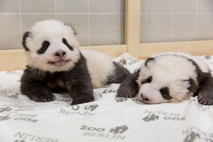 Берлинский зоопарк показал подрастающих панд-близнецов – ФОТО/ВИДЕО