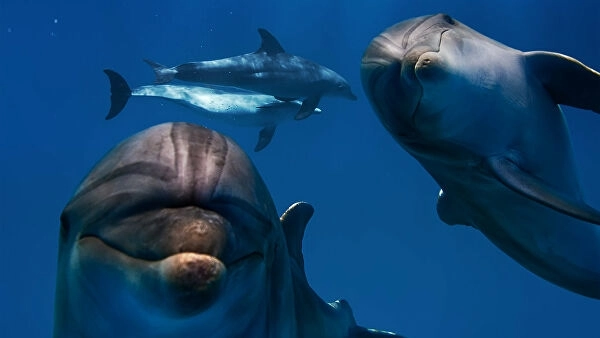 Два дельфина попытались утащить под воду 10-летнюю девочку