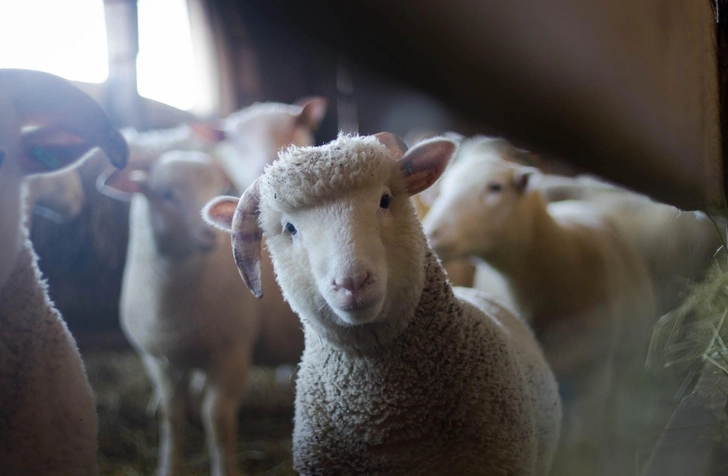 Загадочные убийства овец напугали британских фермеров - ФОТО