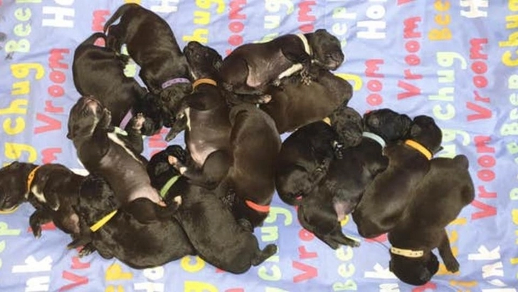 Родившая 21 щенка собака может стать мировым рекордсменом