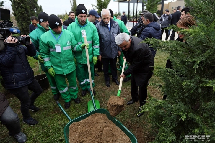 Азербайджанские нефтяники посадят 100 тысяч деревьев за один день