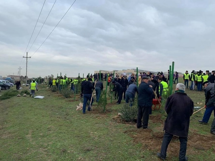 Жители Абшеронского района приняли активное участие в кампании по высадке деревьев - ФОТО