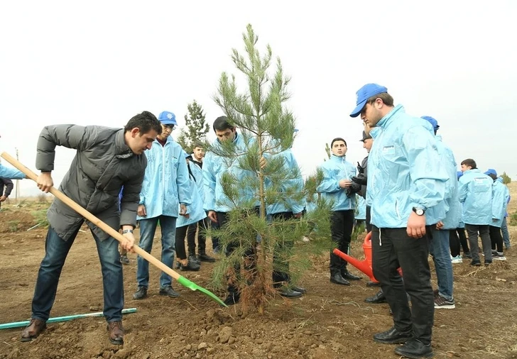 В Гяндже посажено свыше 10 тысяч деревьев - ФОТО
