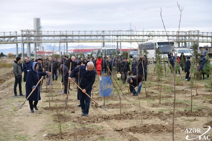 В Сумгайыте продолжается акция по высадке деревьев - ФОТО